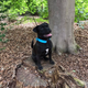 Another of Meranda Stark’s retropugs, Pelle, is half pug and half Patterdale Terrier. He was born last December.